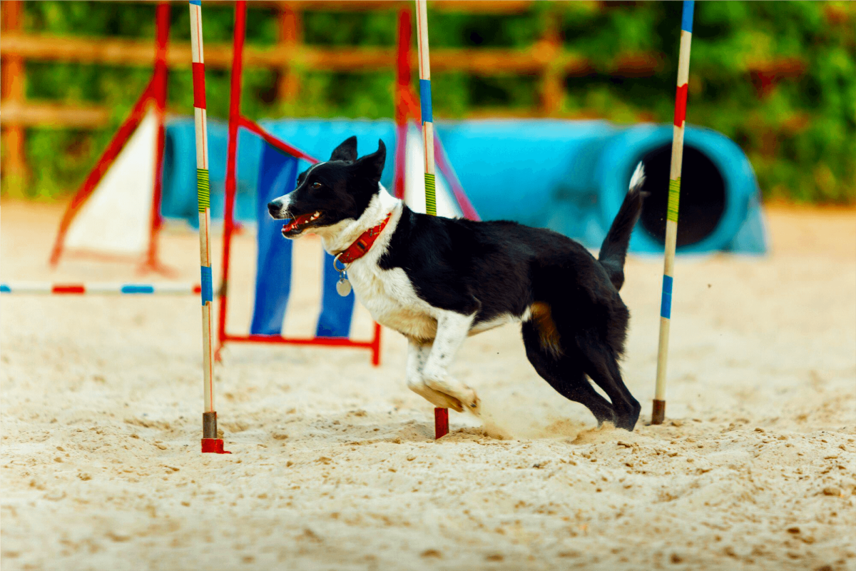 Parques caninos El parque canino es un espacio diseñado para el ejercicio, entrenamiento y diversión de los perros en un entorno seguro y estimulante. Equipado con obstáculos de agility como túneles, vallas de salto y postes de eslalon, fomenta la actividad física y el desarrollo de habilidades en los canes. Su superficie de arena amortigua los impactos, proporcionando un entorno cómodo para correr y jugar. Rodeado de naturaleza, este parque es ideal para fortalecer el vínculo entre los dueños y sus mascotas mientras disfrutan de un espacio al aire libre adaptado para el bienestar canino.